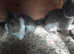 Netherland dwarf rabbits