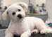 RESERVED .Gorgeous Bichon Frise for Rehoming Asap