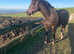 Cob cross sportshorse