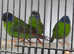 Blue faced parrot finch cock birds for sale