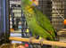 Stunning baby red crown Amazon parrot