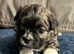 Lhasa Apso, Malshi x puppies.