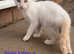 3 Snow bengal x savannah kittens and 1 Pedigree bengal kitten.