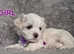 MALTESE PUPPIES