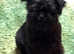 Beautiful male Affenpinscher puppy