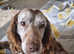 Cocker spaniel female