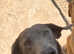 Female Labrador for sale