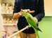 Beautiful baby Alexandrine Talking parrot