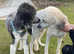 St Berdoodle F1bb ( Saints Bernard x Standard Poodle)