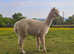 Two lovely BAS registered, experienced breeding females for sale