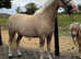 Palomino gelding