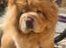 Chow chow