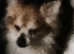 REDUCED -DNA tested parents full chihuahua puppies