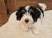 Amazing Havanese KC