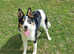 Stunning litter of collie pups 2 boys available