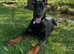 Doberman Female