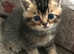 Two Scottish Fold kittens for sale