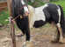 Cob gelding