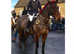 Serious showjumping schoolmistress