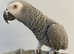 Super Cuddly Very Tame Talking African Grey Parrot