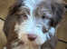 Quality Bearded Collie Puppies.