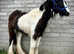Super Sweet Cob Colt to make 13.2