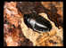 Cuban Burrowing Cockroaches - (Byrsotria fumigata) x 1 breeding pair