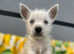 West highland terriers