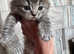 turkish angora mix scottish fold