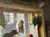 Lovebirds for sale