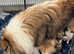 Sable & White & Tri Coloured Rough Collie Puppies