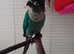 12 week old Male turquoise conure
