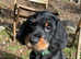 Gordon Setter Cross German Wirehaired Pointer Puppies for sale