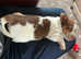 Brown & White 11wk old girl Jack Russell