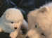 Adorable Purebred Samoyed Puppies