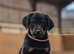 Champion Beauceron Litter - KC 5 STAR LICENSED