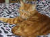 Male cat