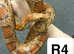 Reptile rescue lots of corn snakes