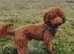Miniature red Cockapoo puppies - 9 weeks + ready to leave