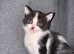 3 kittens for adoption