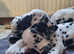 KC registered Dalmatian Pups