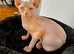 Sphynx Kitten Looking for a Home