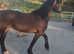 Sec D cob mare