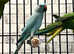 Beautiful baby blue Indian ringnick