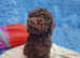 Beautiful Spanish Water Dog Puppies