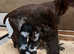 German Shorthaired Pointer Puppies