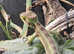 Casque headed iguanas and enclosure