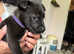 High content Wolfdog / cane corso puppies