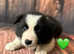 Border Collie Puppies for Sale