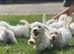 Beautiful Sealyham terrier pups now available